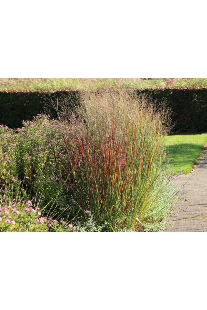 Сизувато-зелений колір листя в середині літа